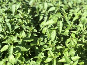 Chocolate Mint Plant