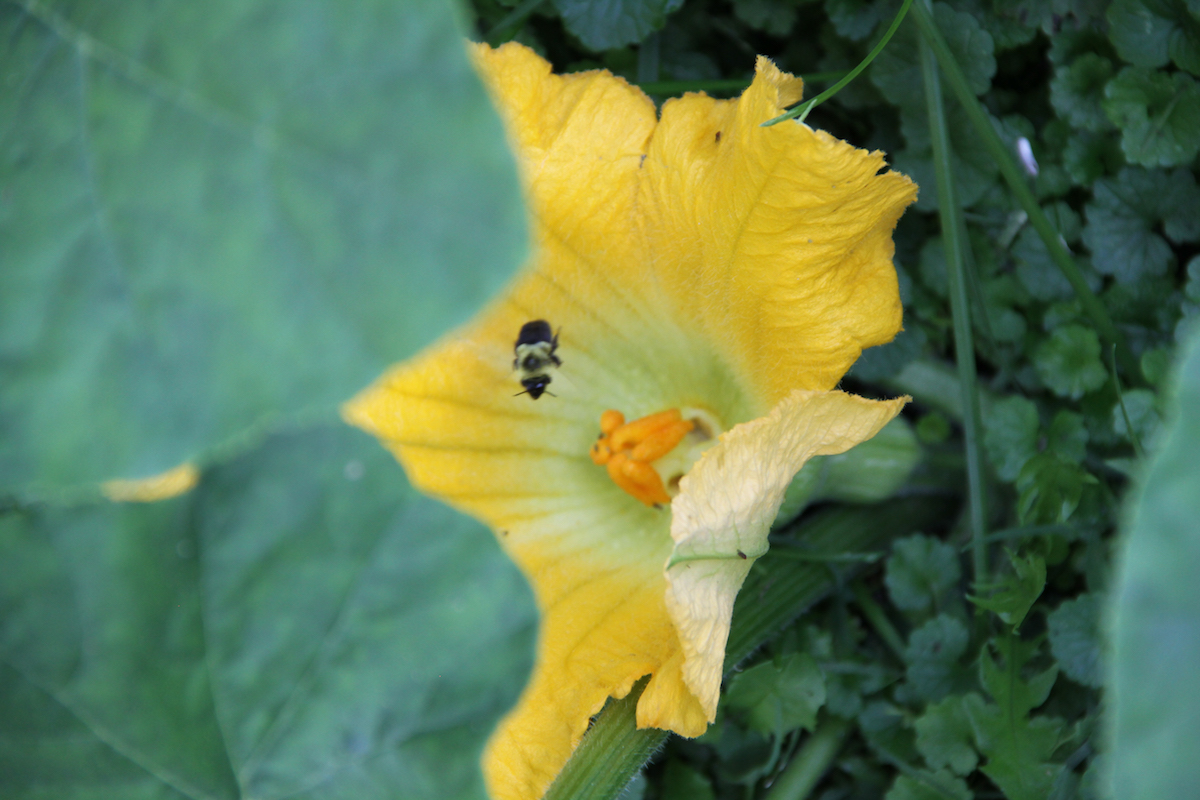 Bee and Squash Blossom